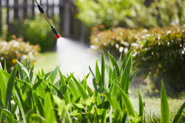 24/7 Emergency Termite Control experts in Los Ranchos, CA